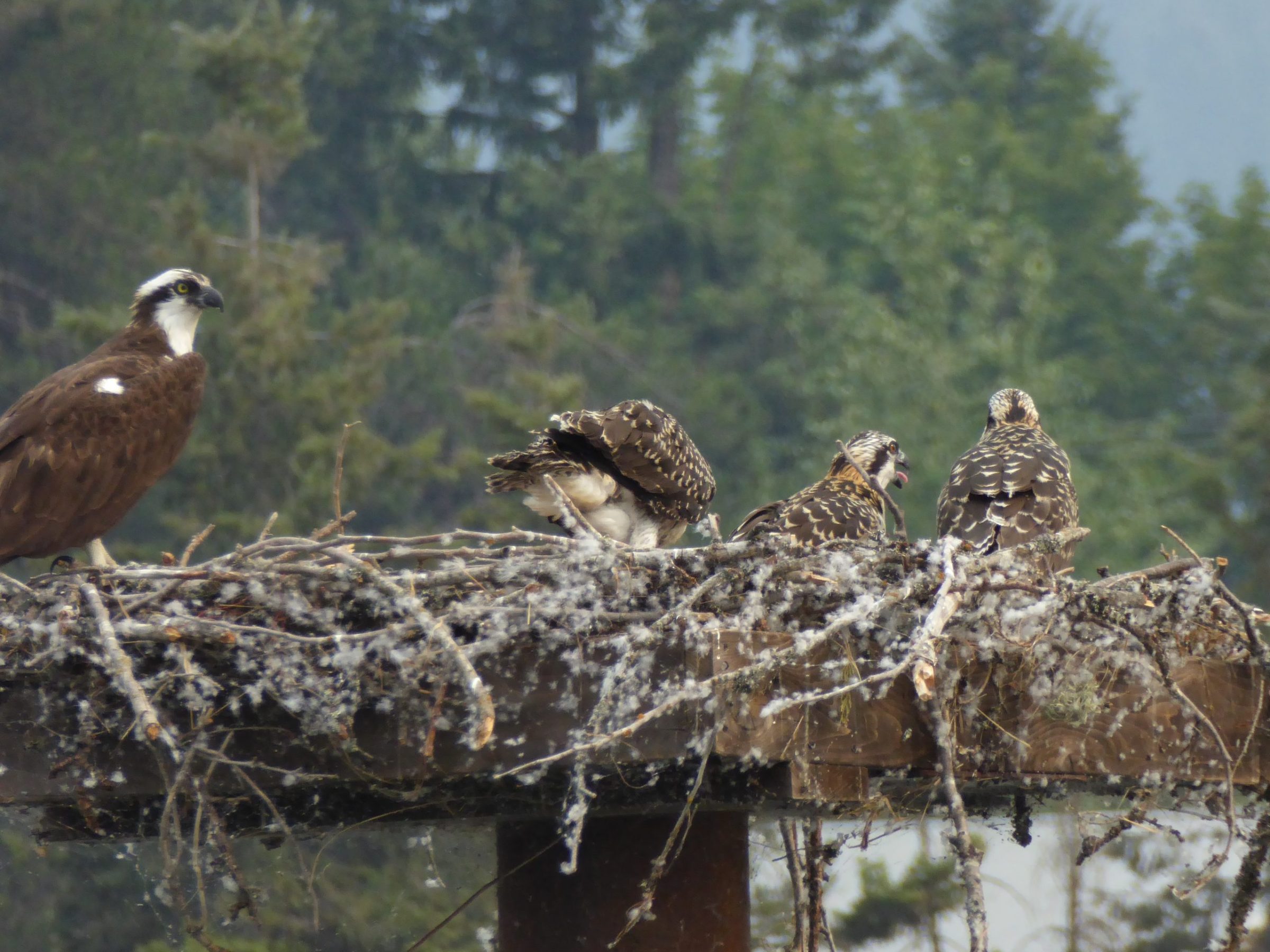 a bird standing on a branch