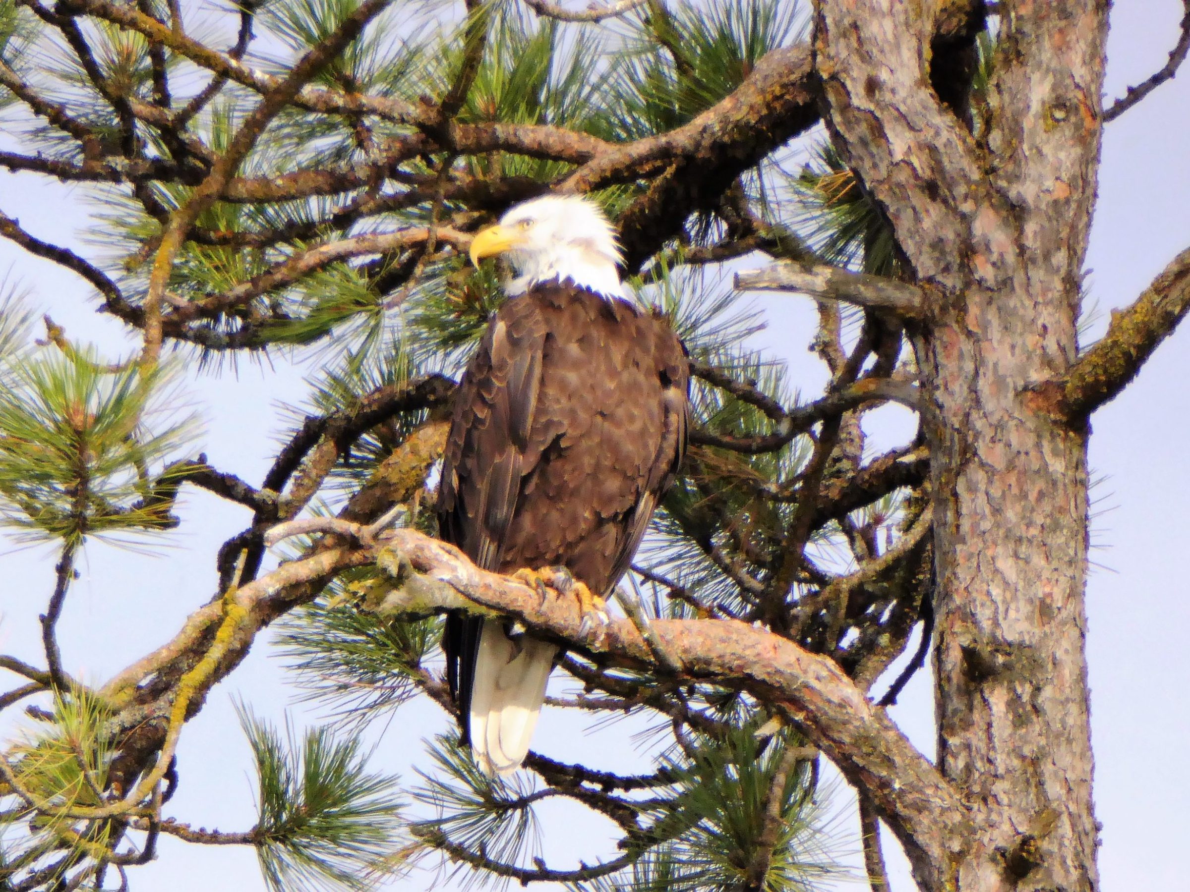 a bird perched on a tree branch