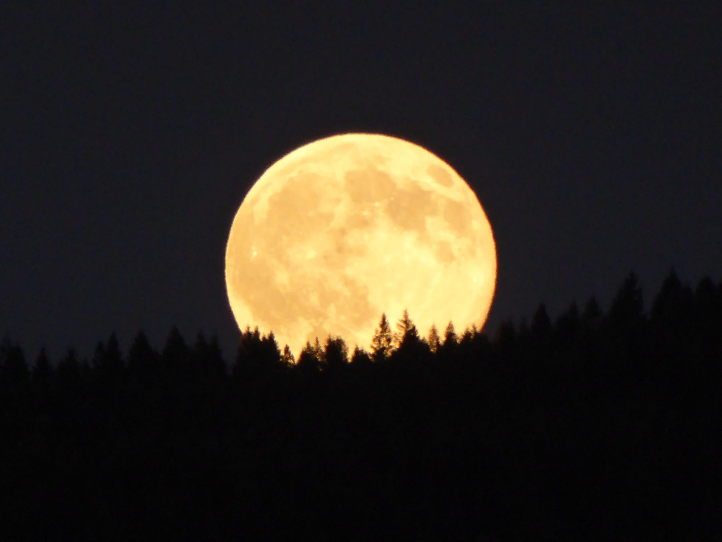 fireworks in the sky