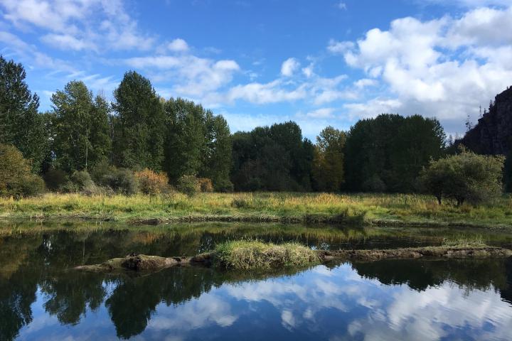 a body of water surrounded by trees