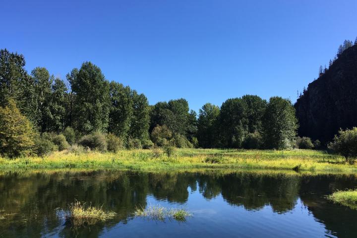 a body of water surrounded by trees