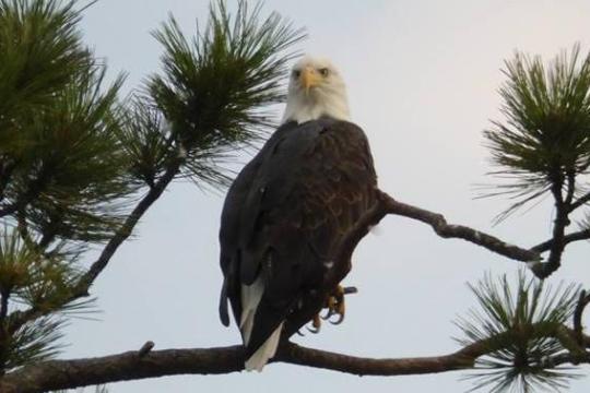 a bird perched on a tree branch