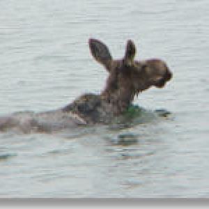a dog swimming in a body of water
