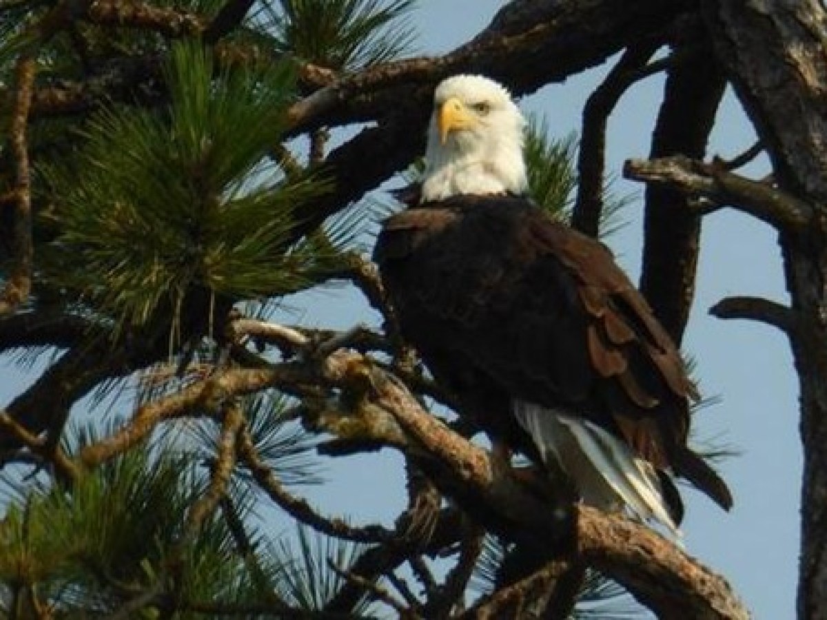 a bird perched on a tree branch