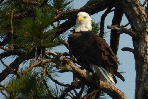 a bird perched on a tree branch